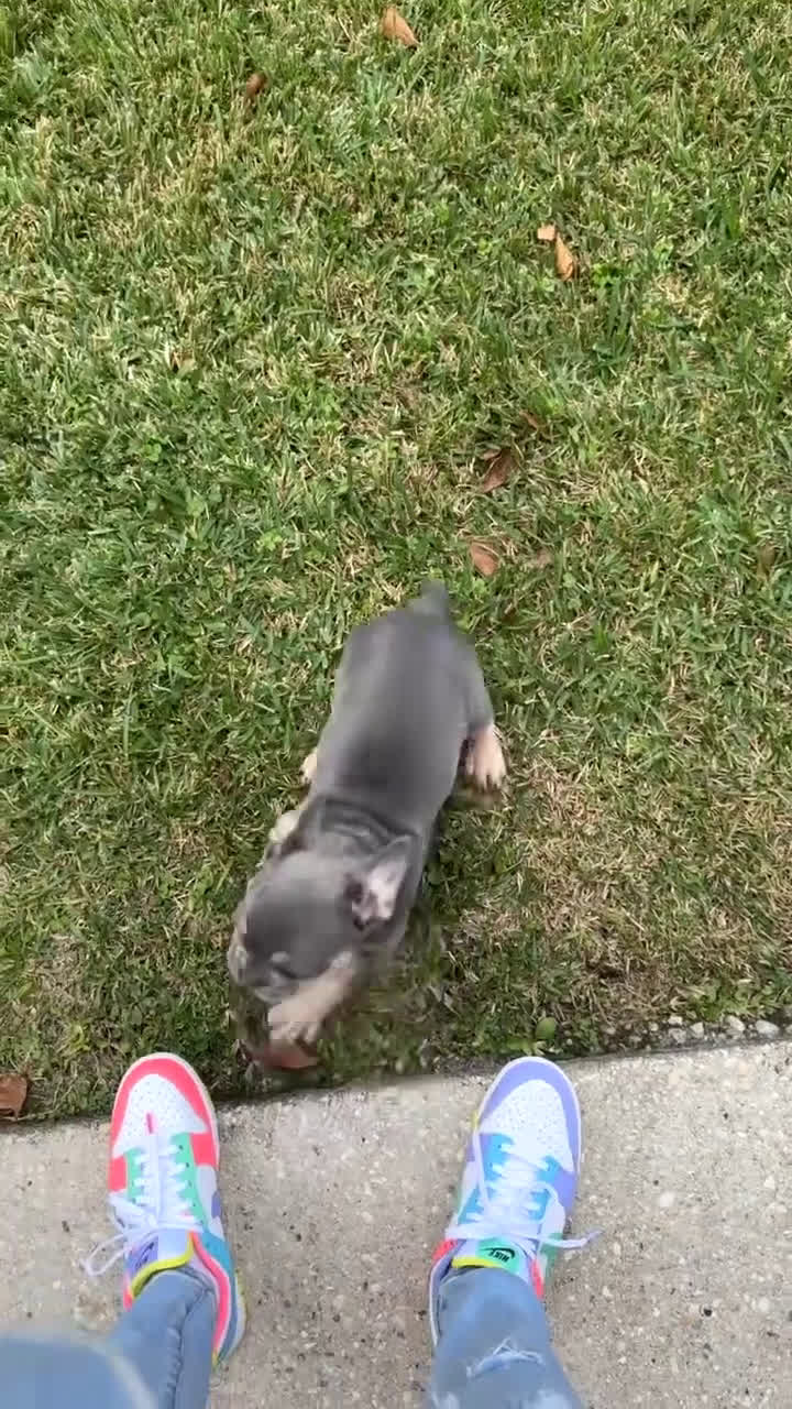 French Bulldog dogs for sale: French Bulldog Puppy 4 - Video 1