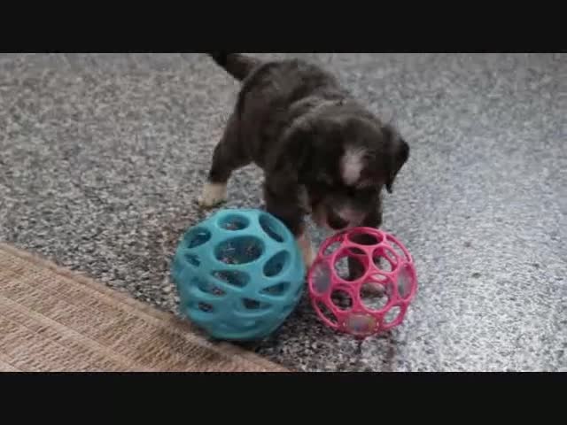 Mini Bernedoodle dogs for sale: Sommers - Video 1