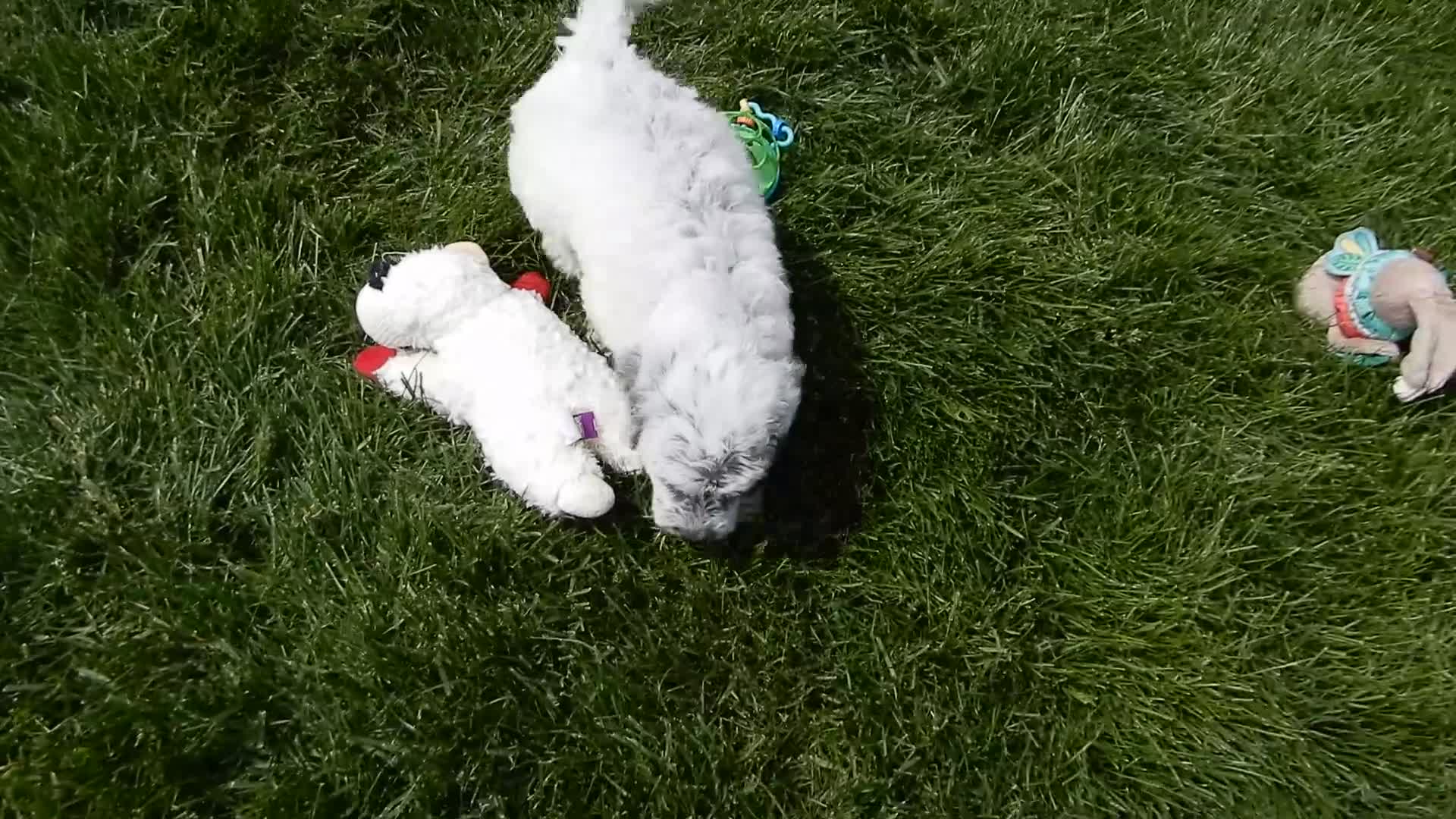 Sheepadoodle dogs for sale: Brooke-MEDIUM - Video 1
