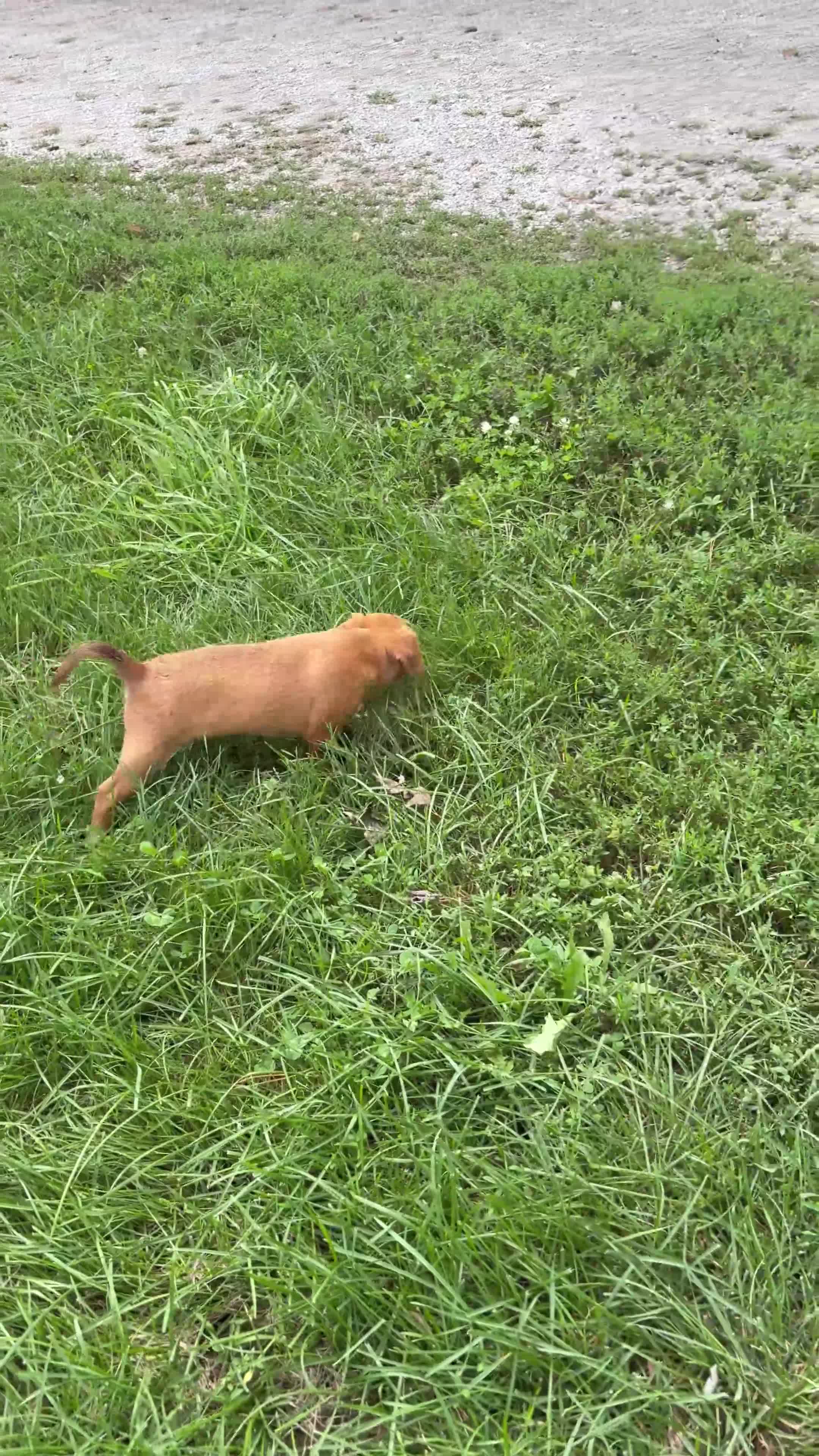 Mixed Breed dogs for sale: Gravy - Video 2