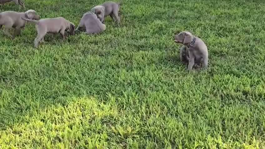 Labrador Retriever dogs for sale: Tabby - Video 1