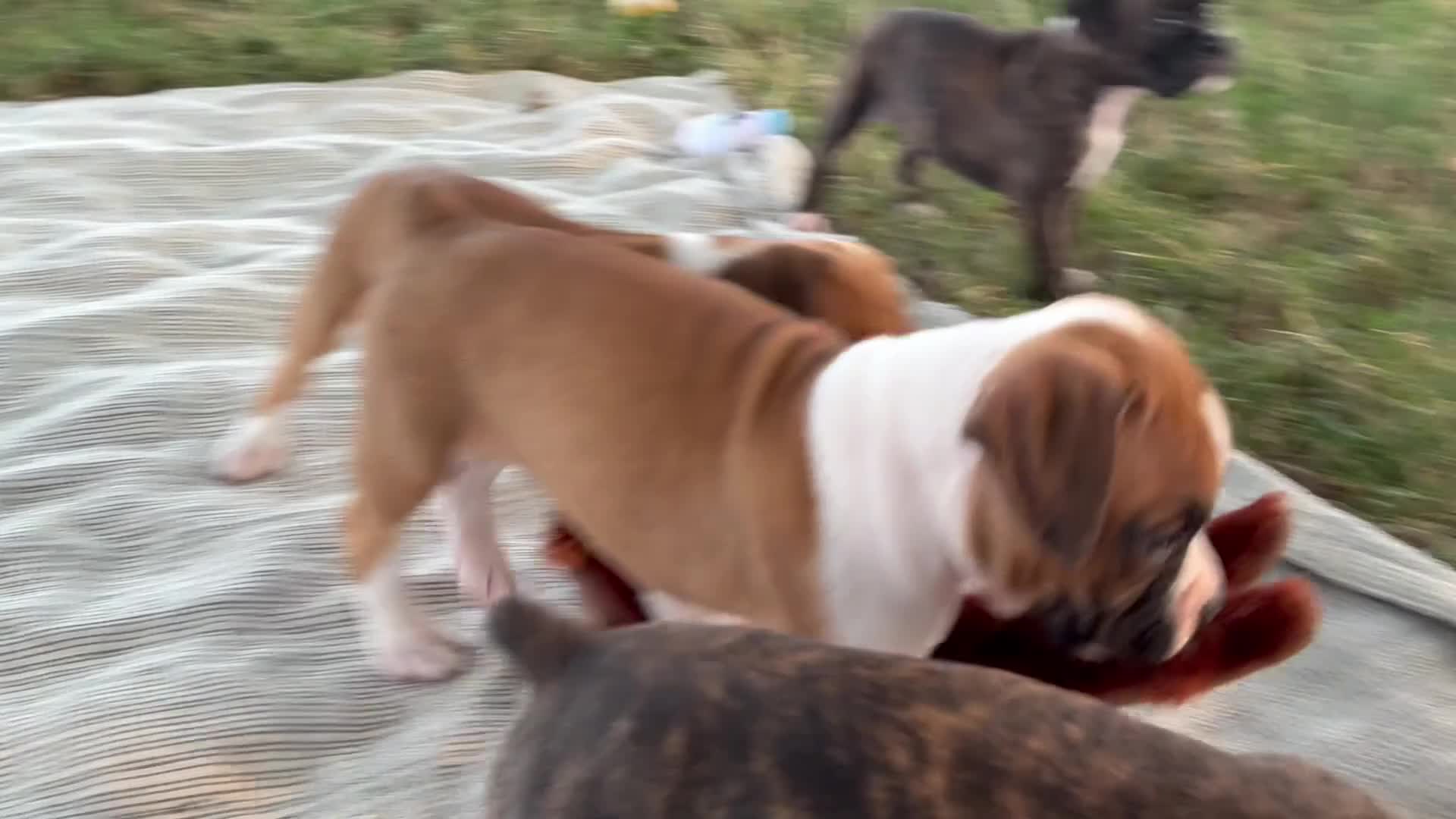 Boxer dogs for sale: Connie - Video 1