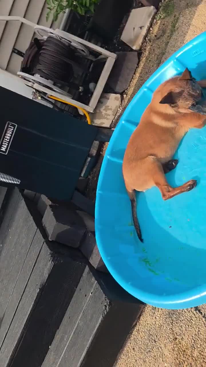 Belgian Malinois dogs for sale: Apollo - Video 1