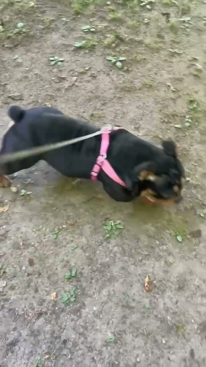 Mixed Breed dogs for sale: GLO (Hybrid Bully) - Video 1