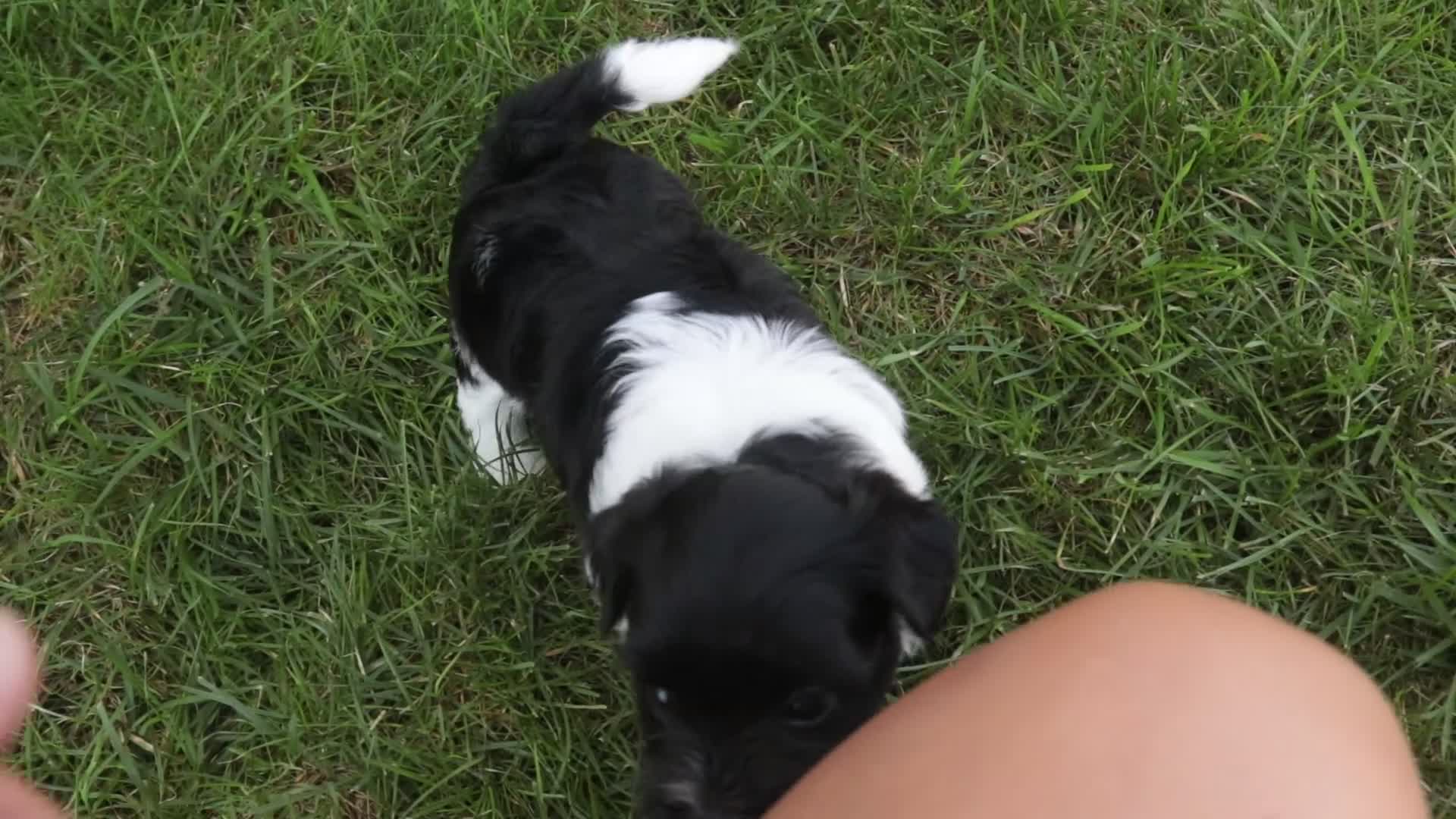 Havanese dogs for sale: Winnie Havanese  - Video 2