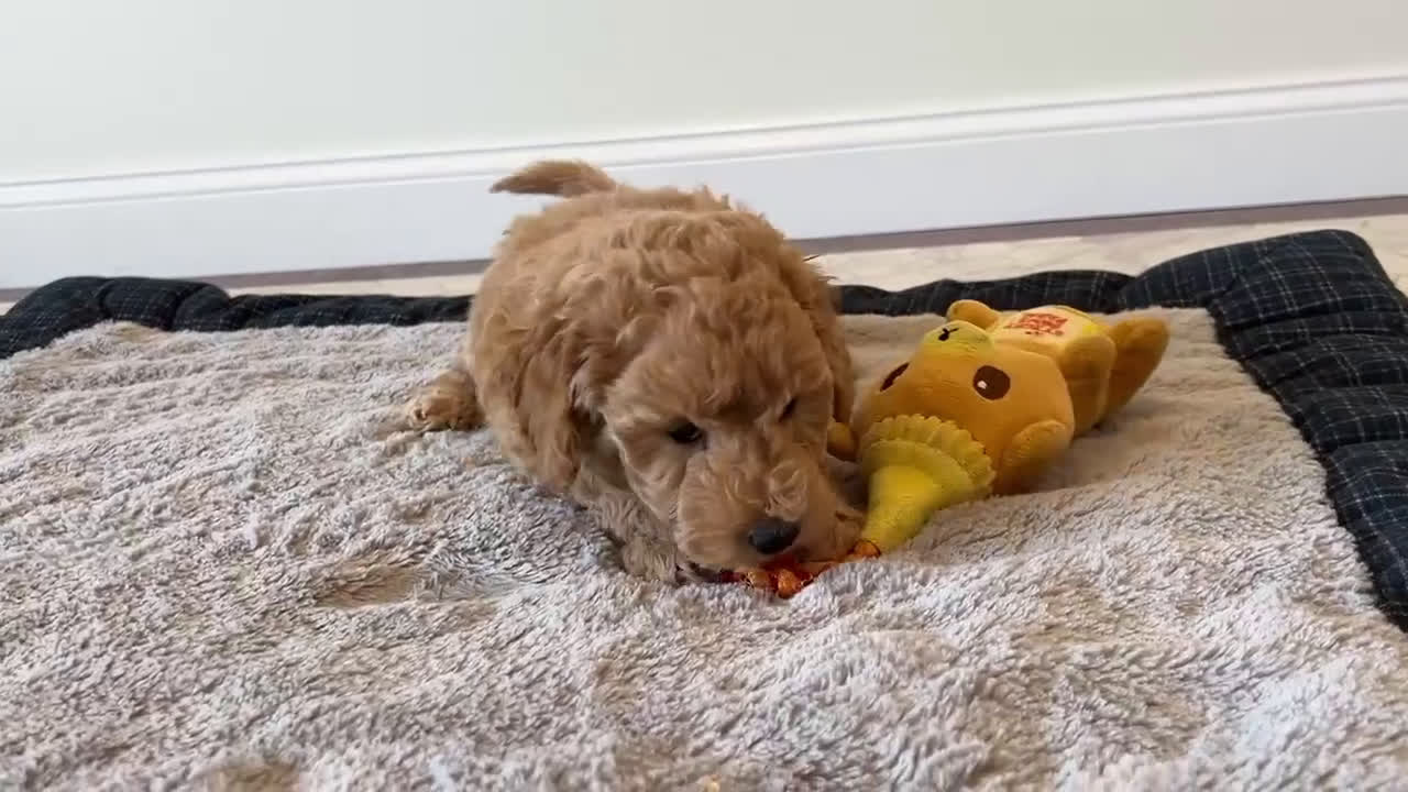 Mini Goldendoodle dogs for sale: Jake - Video 1