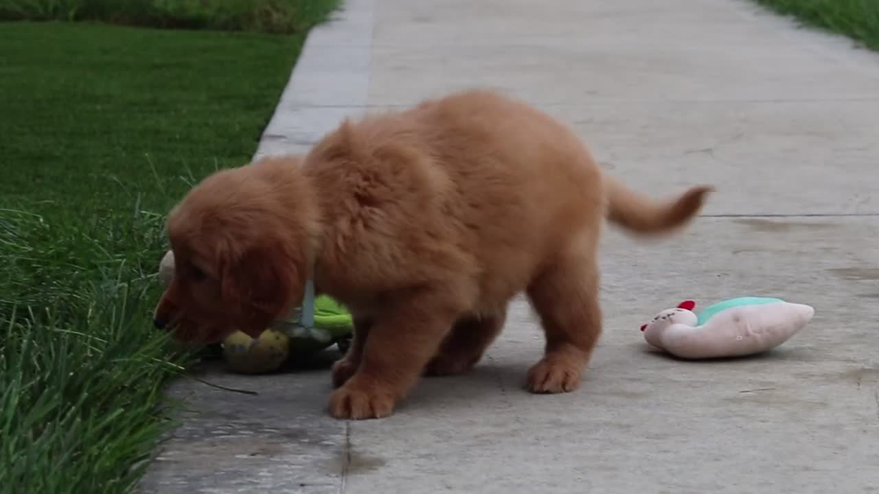 Golden Retriever dogs for sale: Ezekiel 🐶 - Video 1
