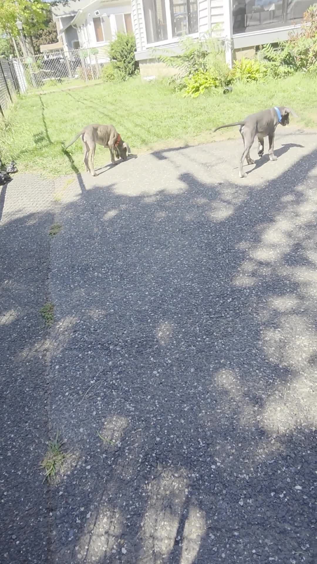 Great Dane dogs for sale: Great Dane 5 - Video 1