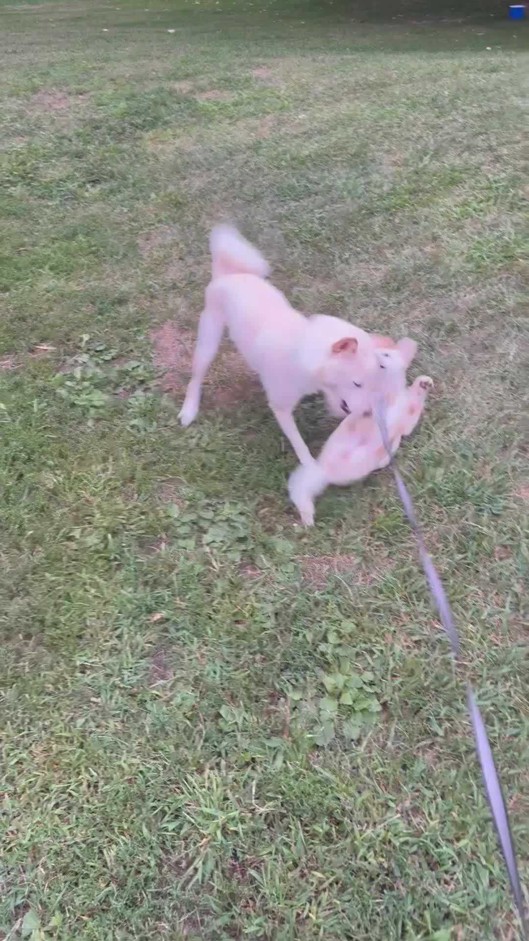 Shiba Inu dogs for sale: Snowball - Video 1
