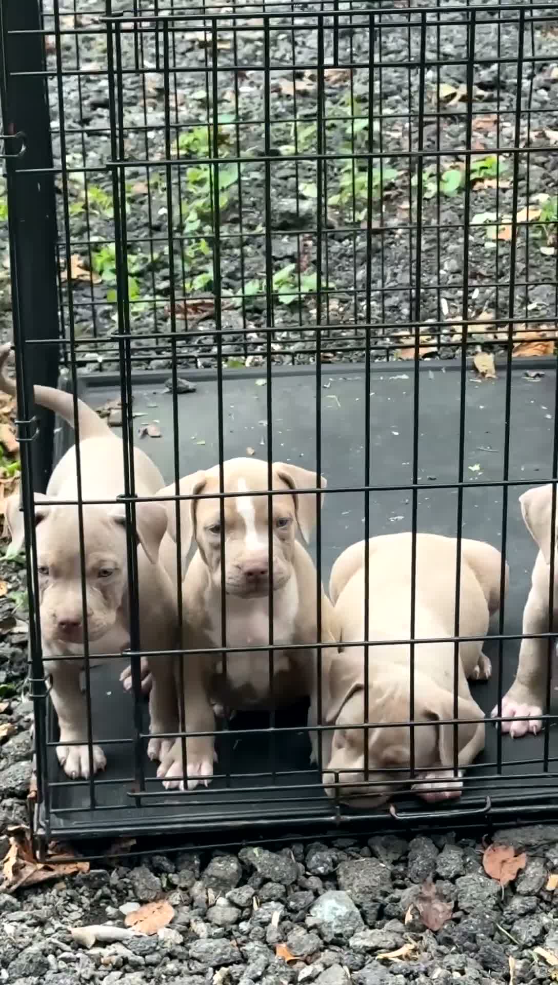 American Bully dogs for sale: American Bully 6 - Video 1