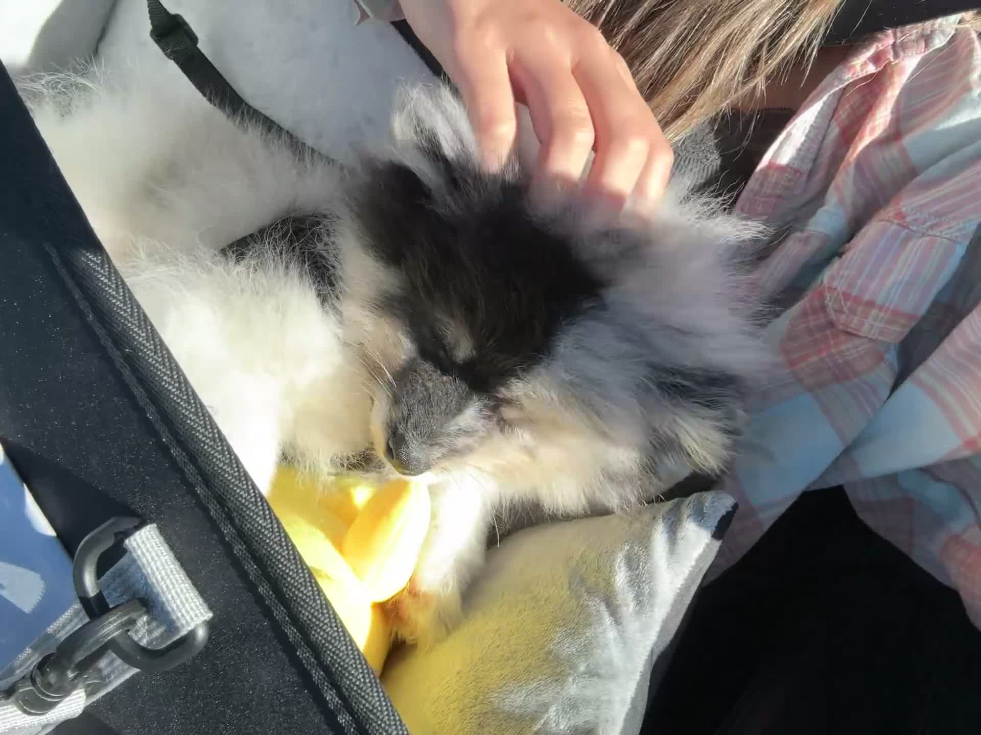 Mixed Breed dogs for sale: Oreo - Video 3
