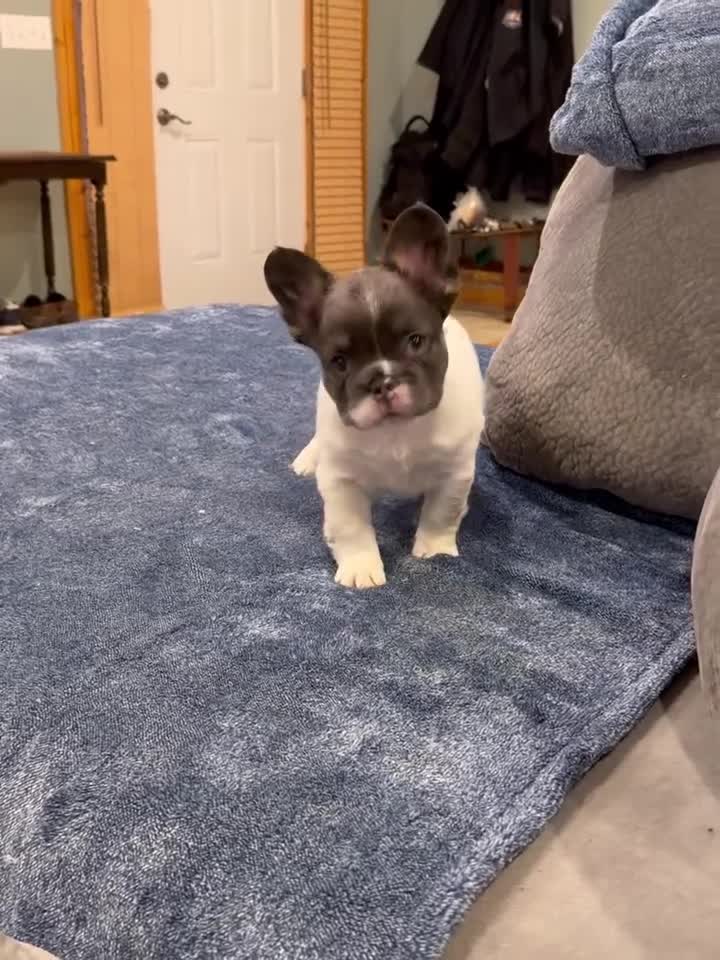French Bulldog dogs for sale: French Bulldog Puppy 1 - Video 1