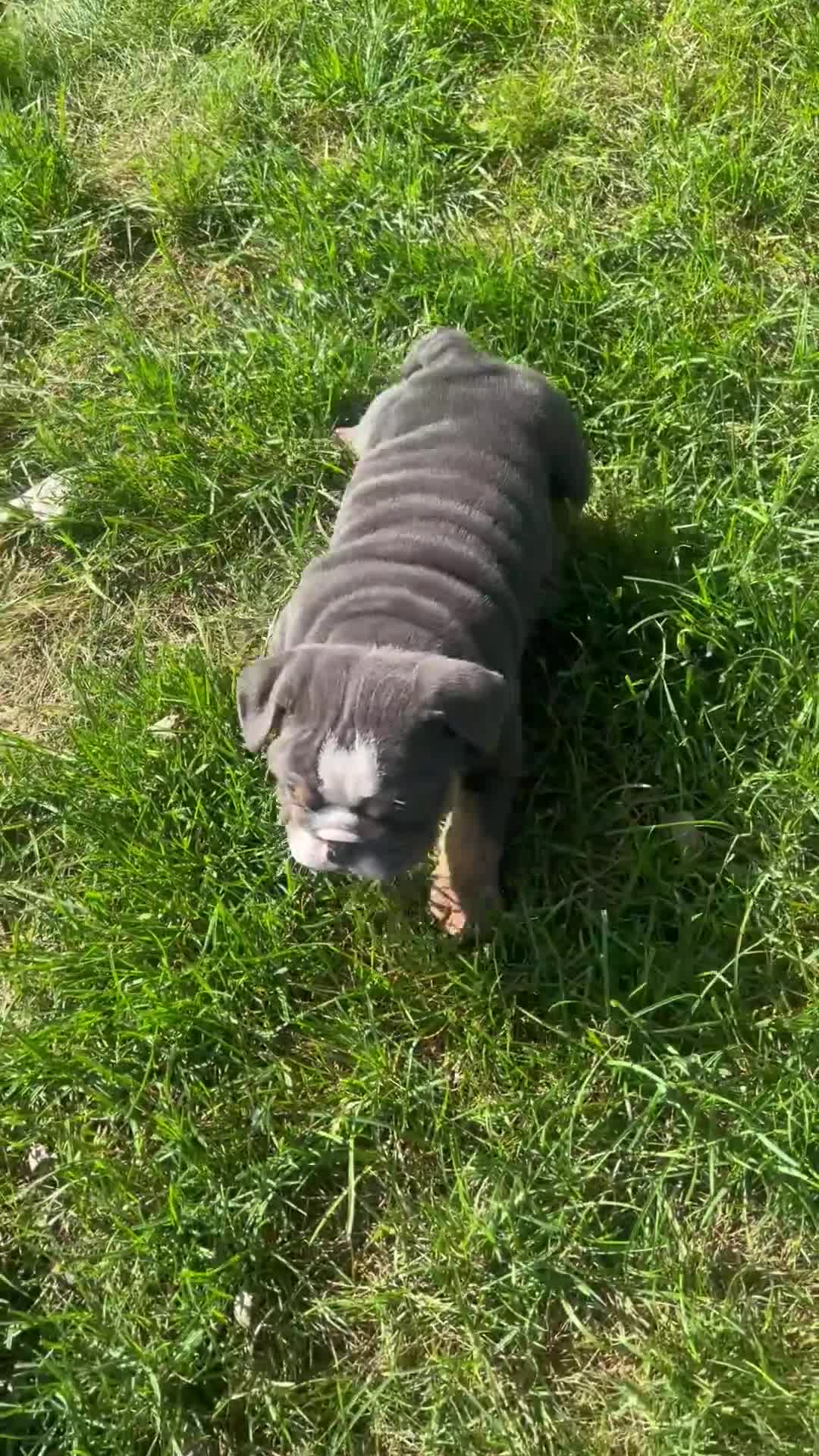 English Bulldog dogs for sale: Taylor - Video 1