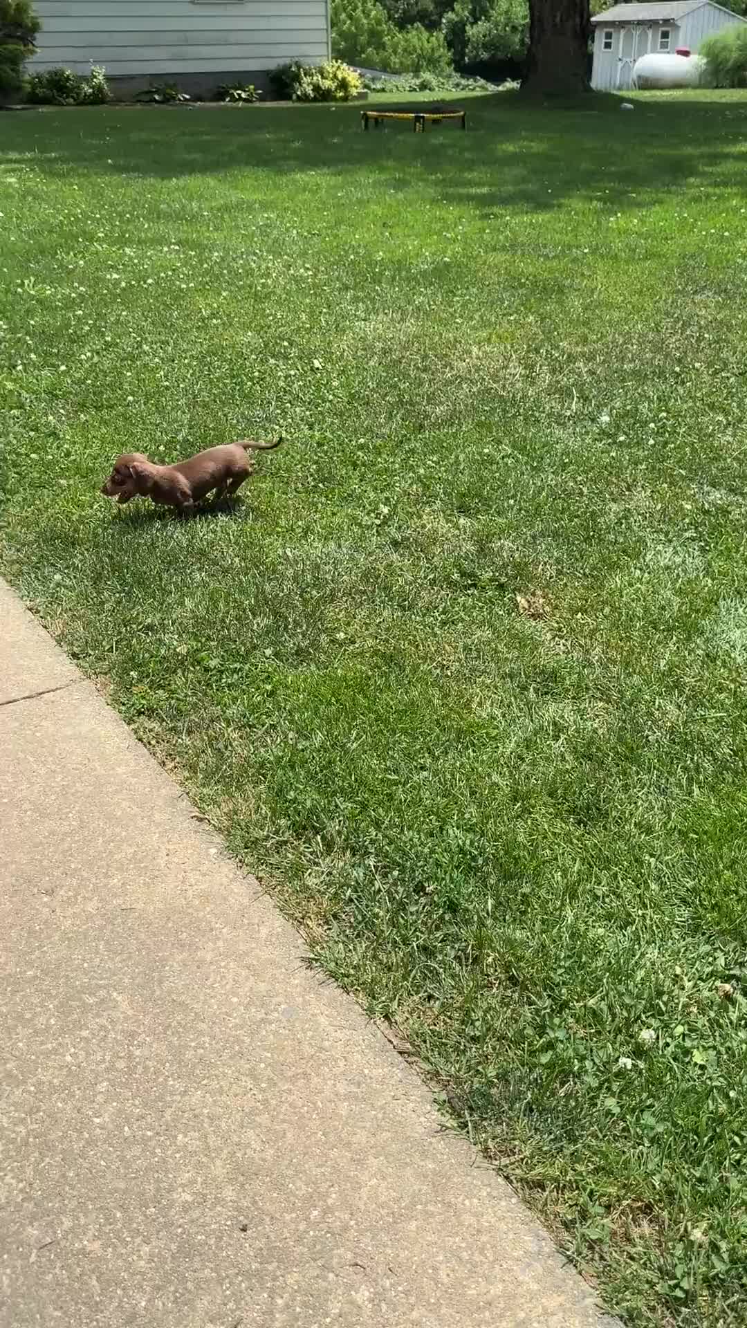 Miniature Dachshund dogs for sale: Lupine - Video 1