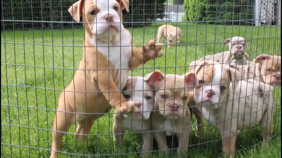 English Bulldog dogs for sale: Kory - Video 1