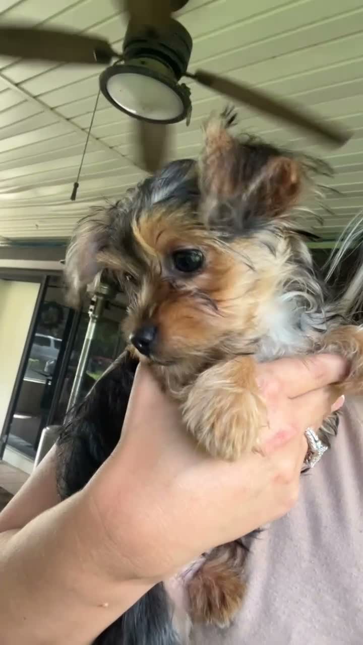 Mixed Breed dogs for sale: Mixed Breed 1 - Video 1
