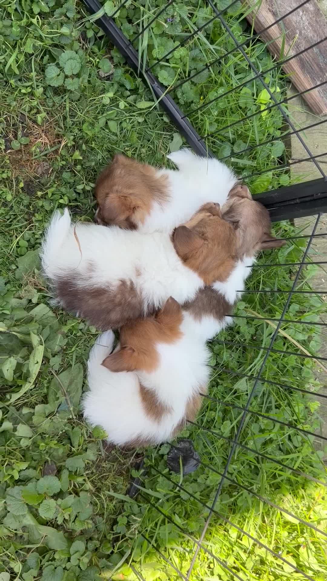 Mixed Breed dogs for sale: Mixed Breed 2 - Video 1
