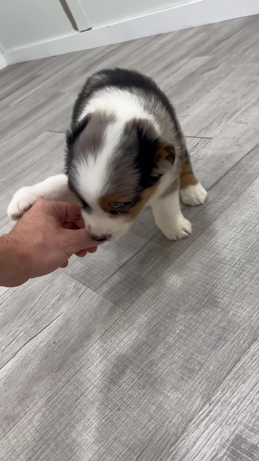 Miniature Australian Shepherd dogs for sale: Bingo - Video 1