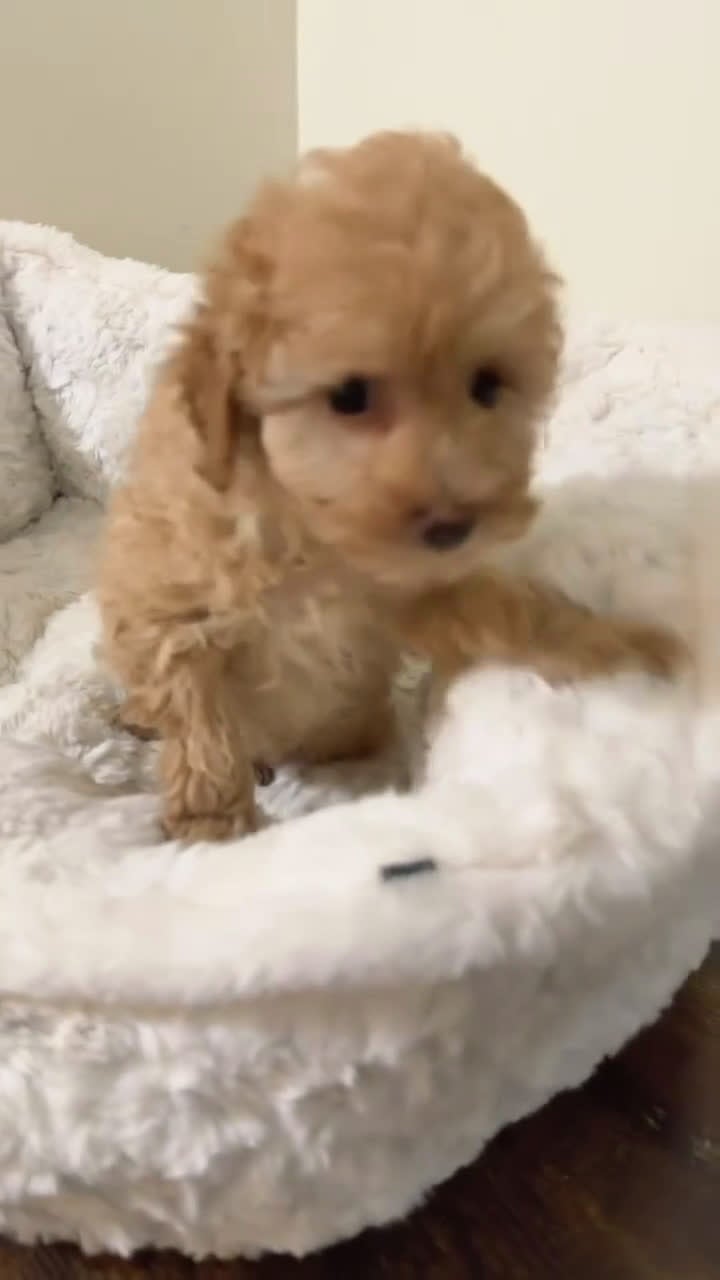 Maltipoo dogs for sale: Mia - Video 1