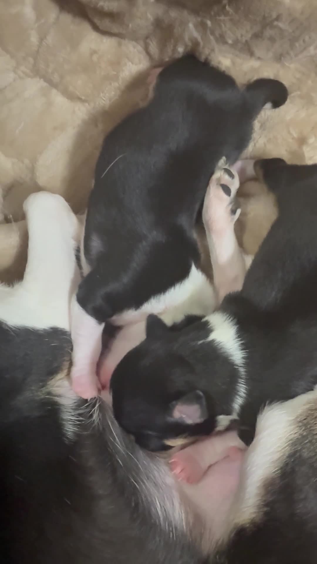 Chihuahua dogs for sale: Chihuahua 2 - Video 1