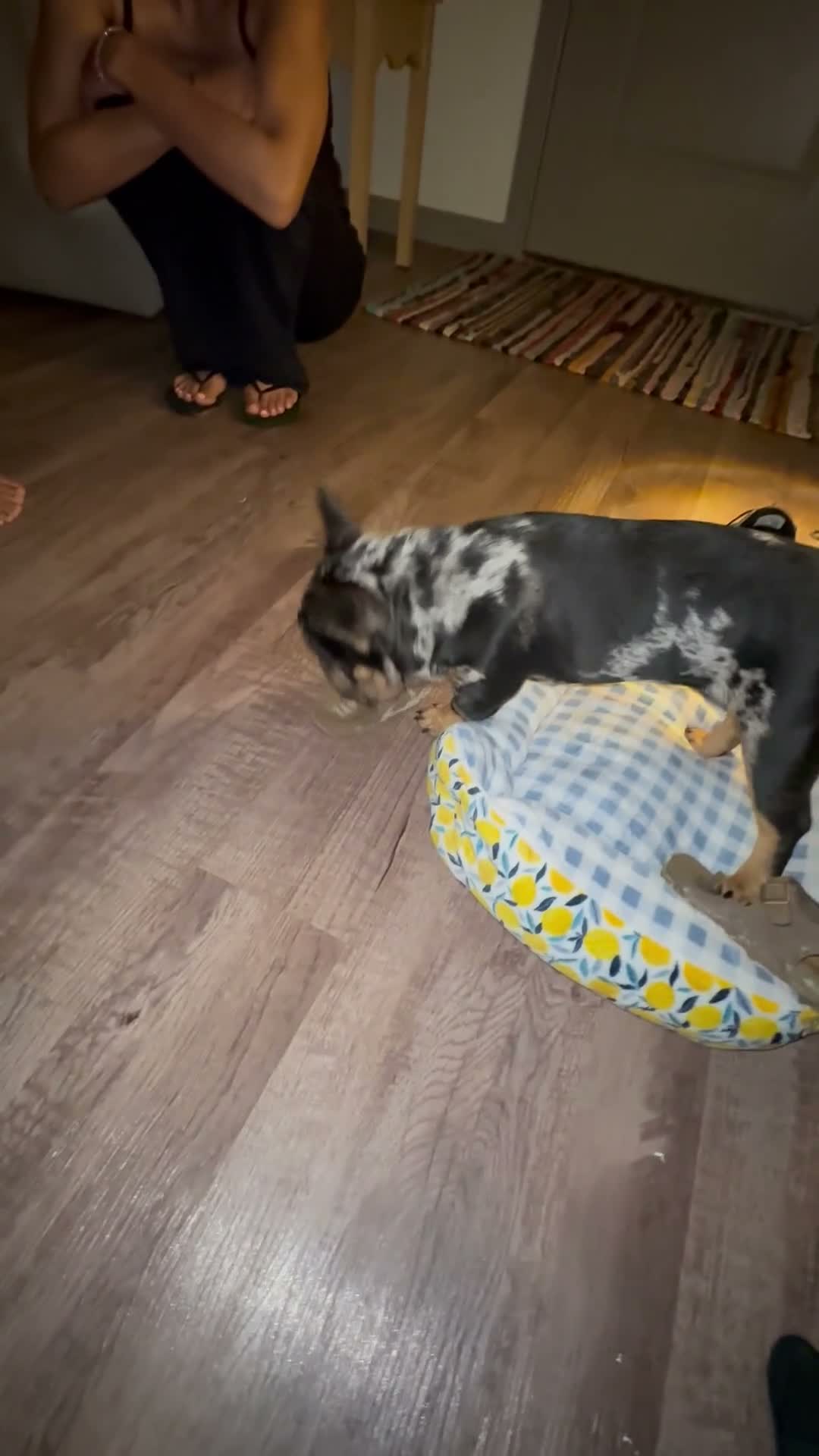 French Bulldog dogs for sale: French Bulldog 1 - Video 1