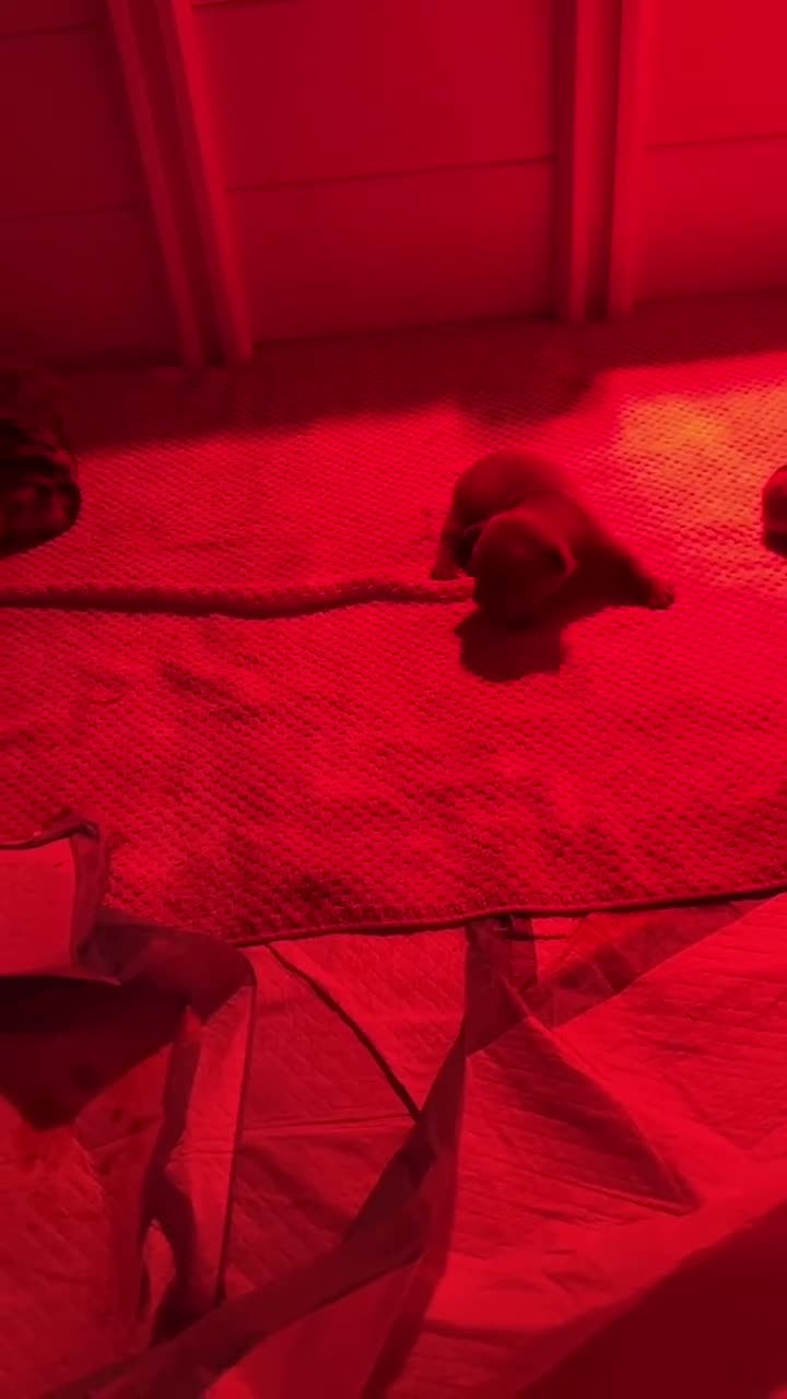 French Bulldog dogs for sale: Smokie - Video 1