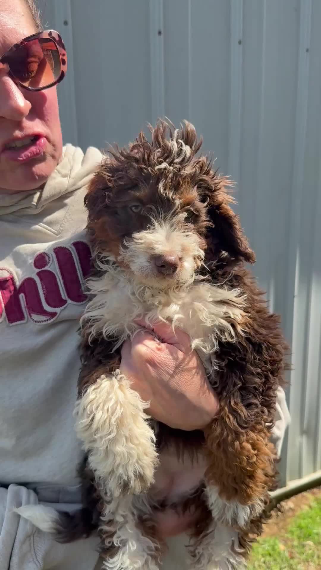 Bernedoodle dogs for sale: Willow - Video 1