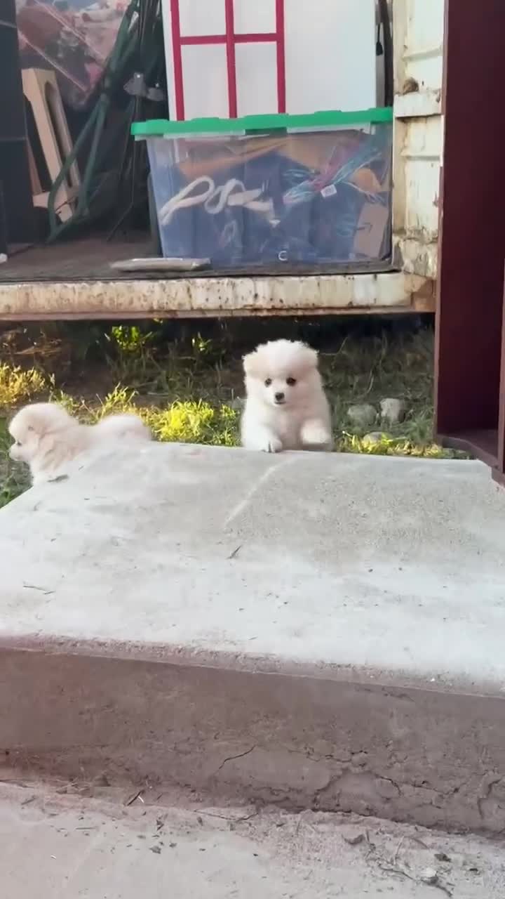 Pomeranian dogs for sale: Pomeranian 1 - Video 1