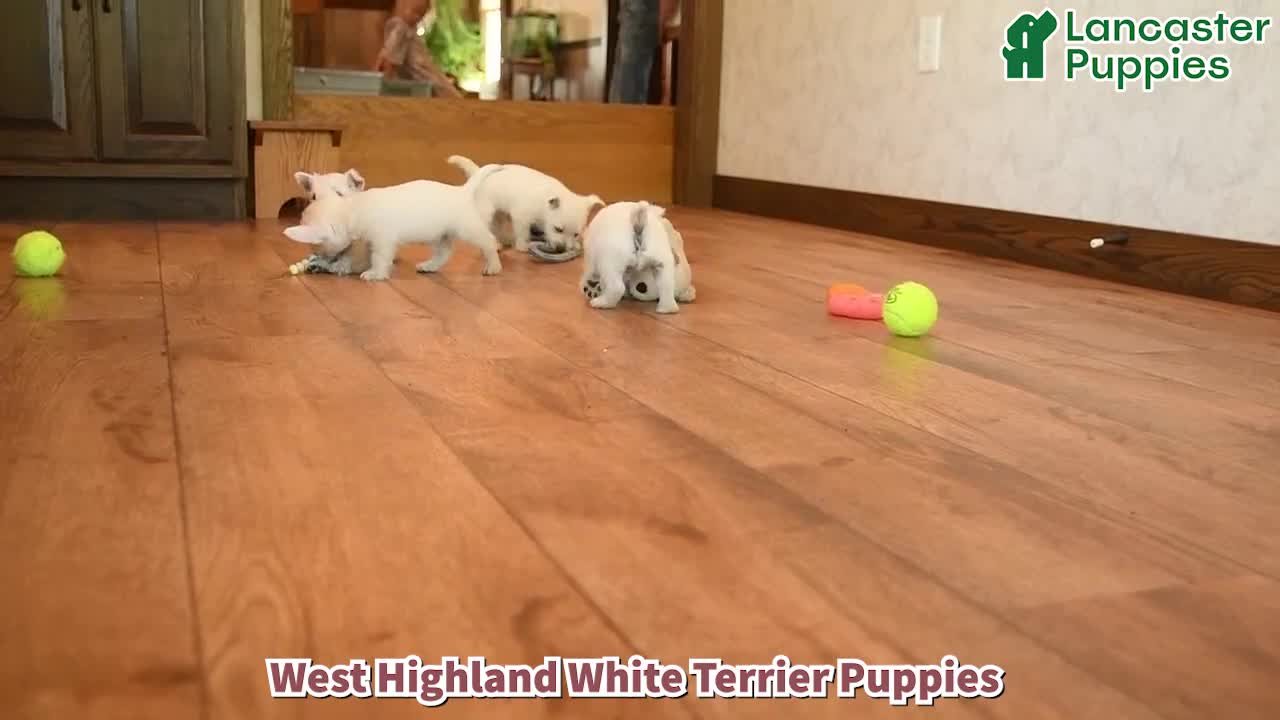 West Highland Terrier dogs for sale: Angalyn - Video 1