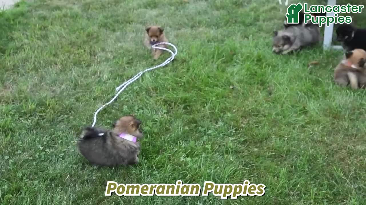 Pomeranian dogs for sale: Holly - Video 1