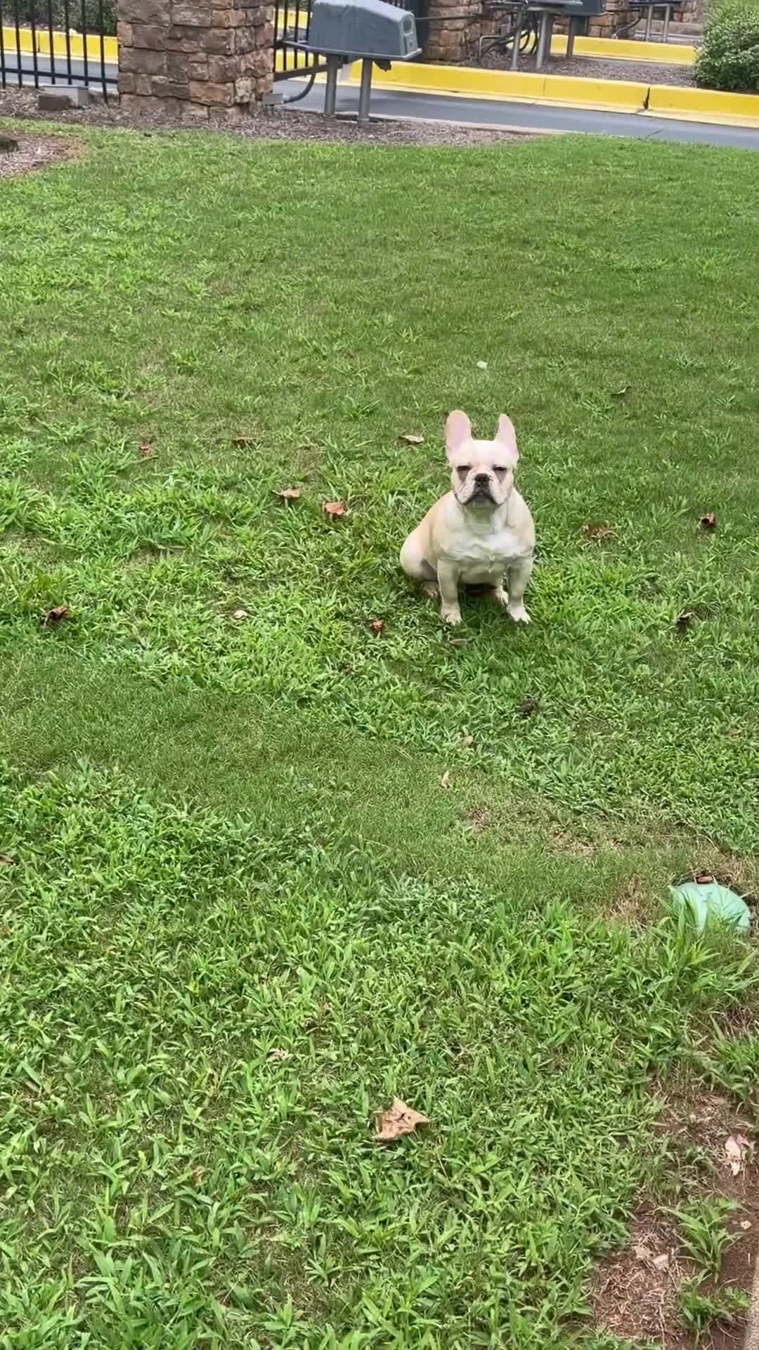 French Bulldog dogs for sale: French Bulldog 1 - Video 1