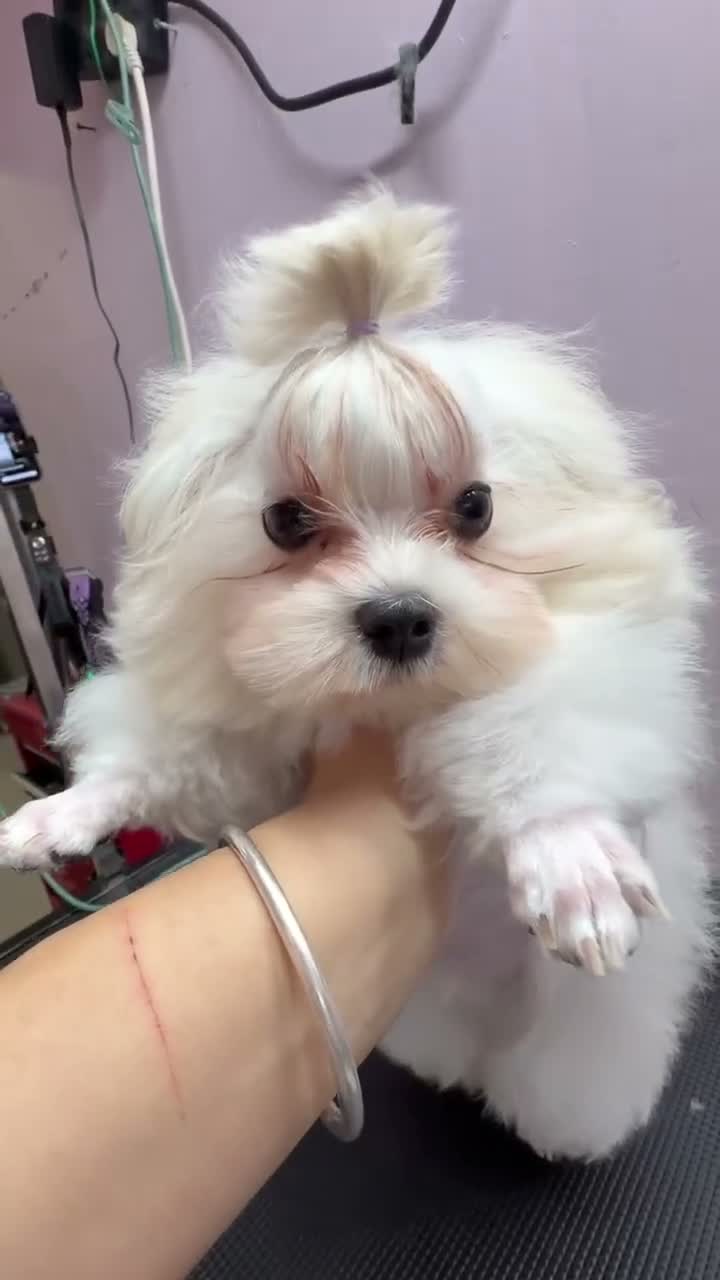 Maltese dogs for sale: Maltese 1 - Video 1