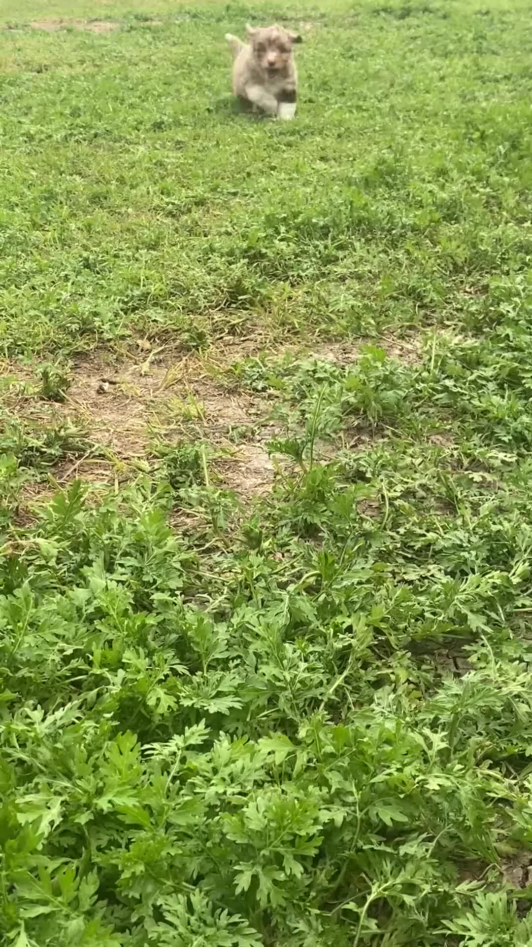 Mini Aussiedoodle dogs for sale: Hercules - Video 2