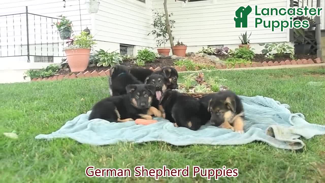 German Shepherd dogs for sale: Ivy  - Video 1