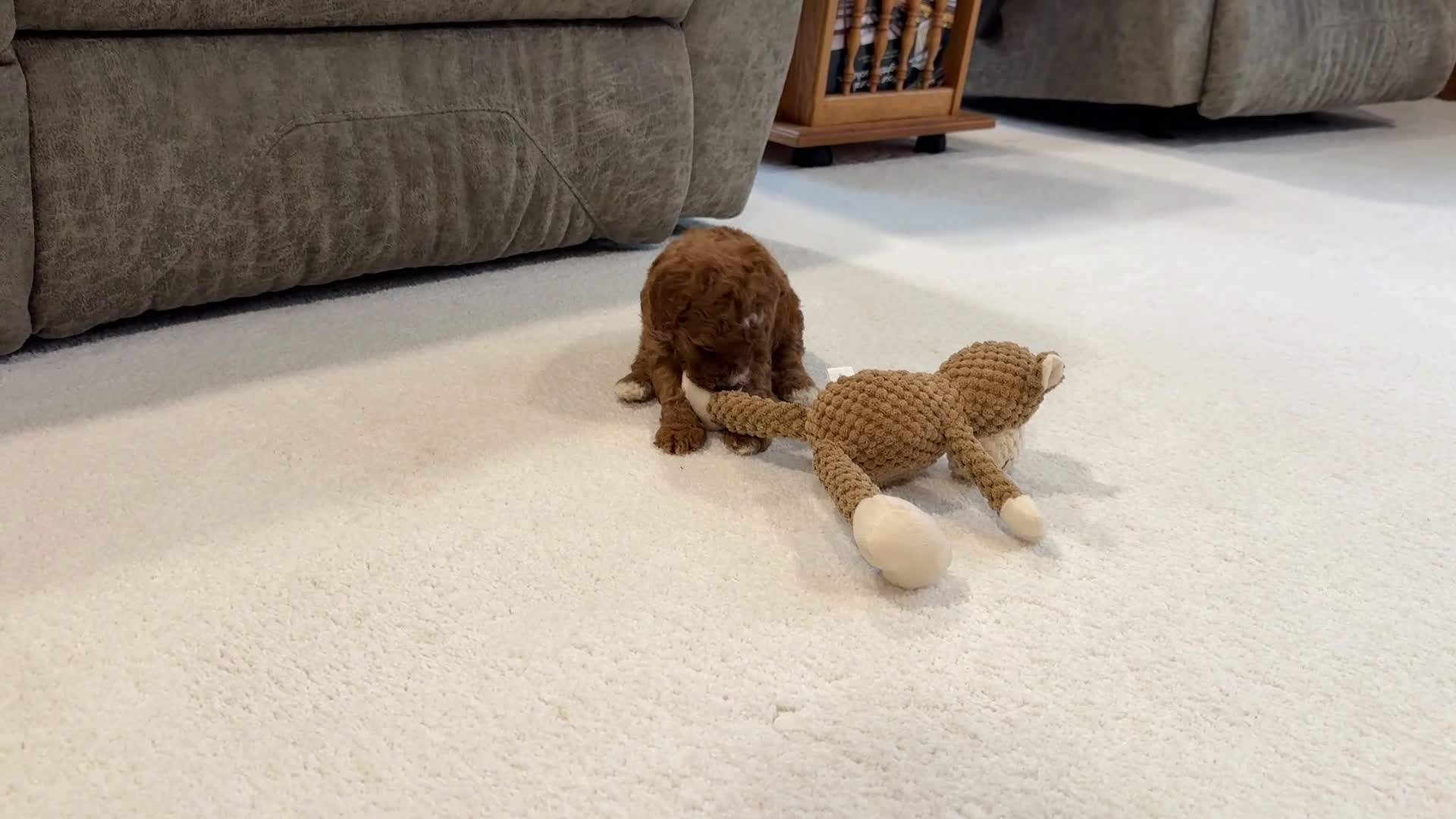 Miniature Poodle dogs for sale: Jazzy - Video 1