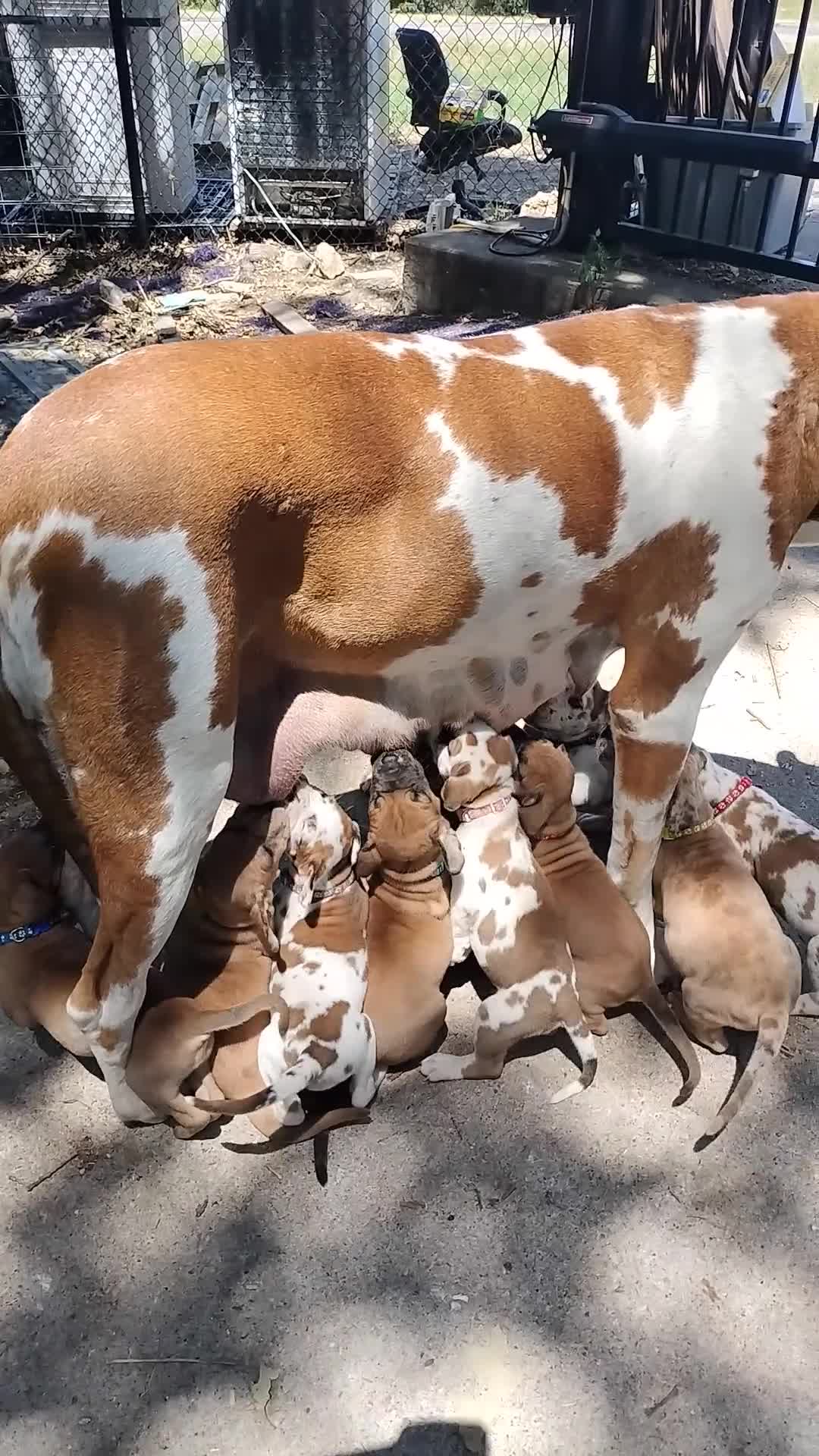 Great Dane dogs for sale: Great Dane  - Brown Collar - Fawn with Black Mask - Video 3