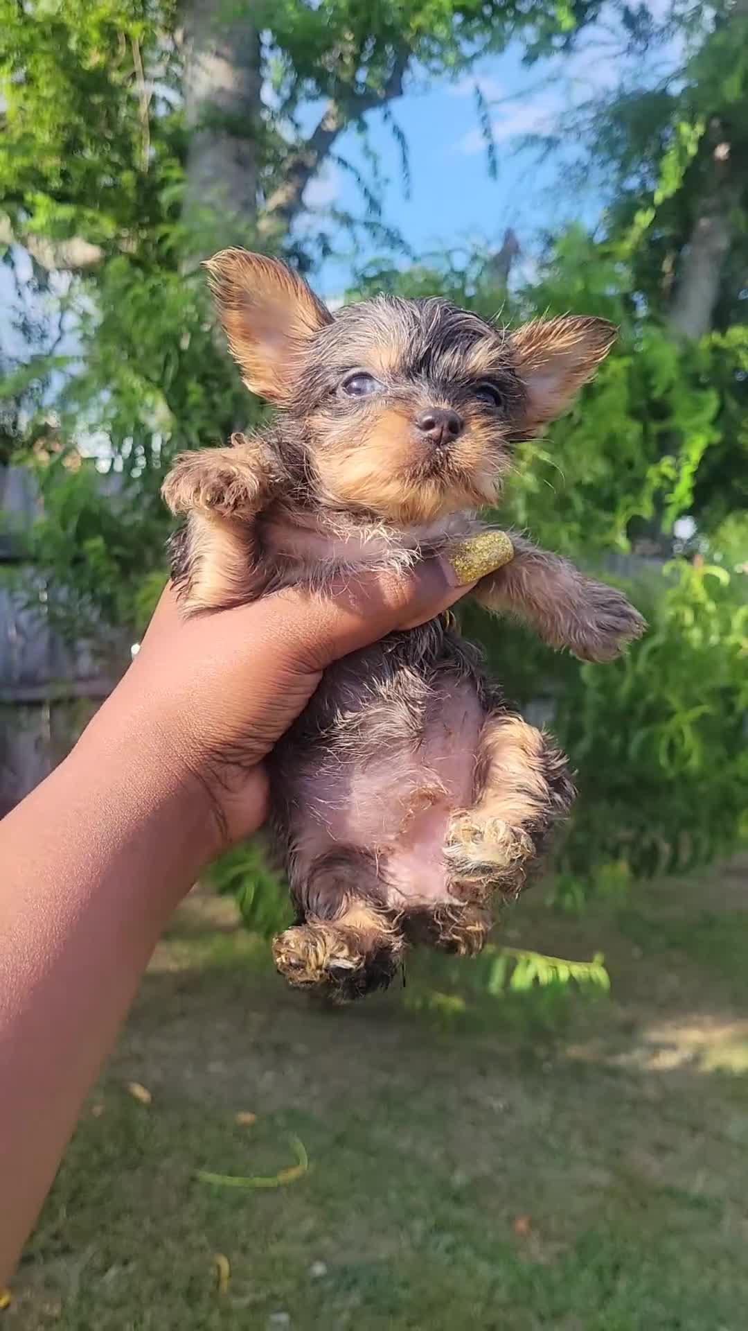 Yorkshire Terrier dogs for sale: Traditional Merle Female  - Video 1