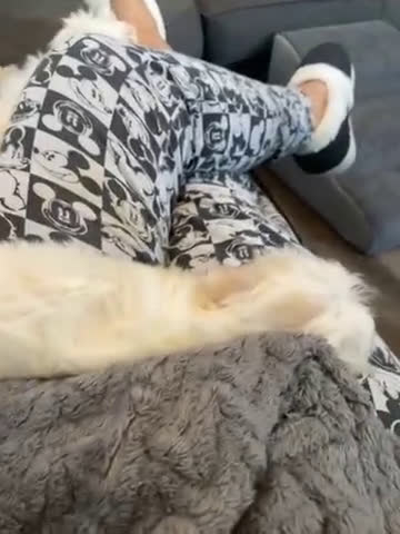 Havanese dogs for sale: Snow white - Video 1