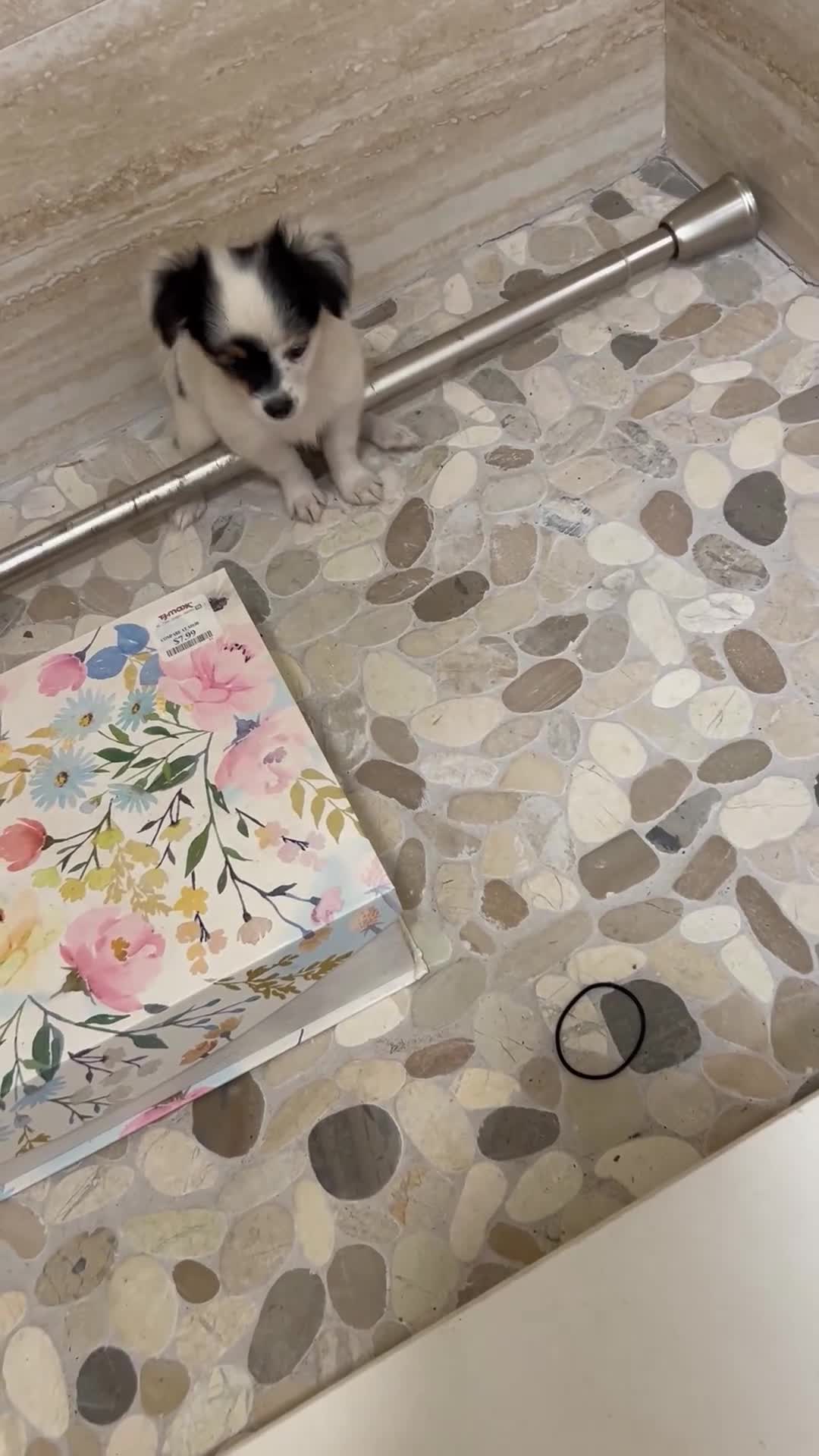 Mixed Breed dogs for sale: Teacup Female Non-shedding Puppy  - Video 2