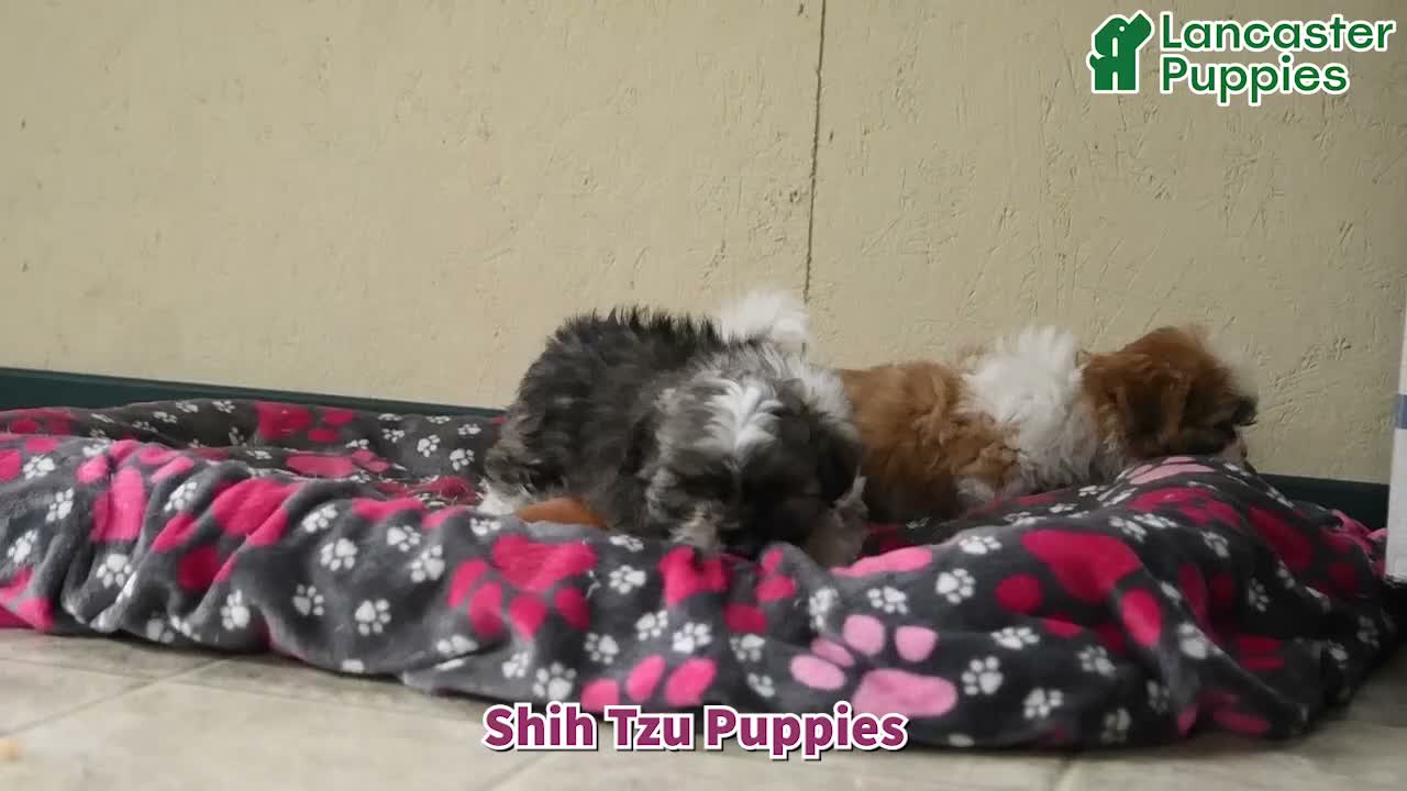 Shih Tzu dogs for sale: Flash - Video 1