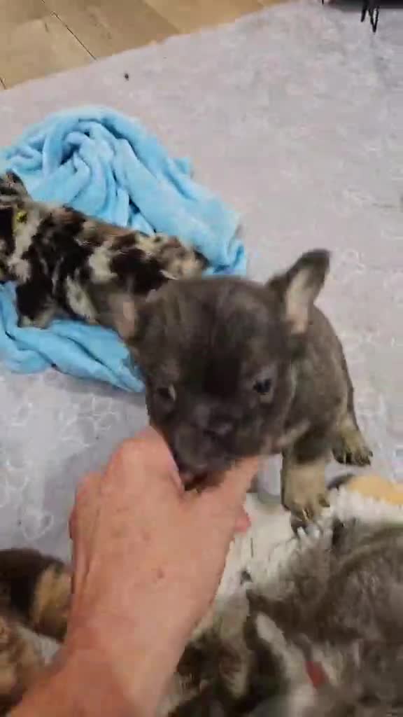 French Bulldog dogs for sale: French Bulldog Puppy 9 - Video 1