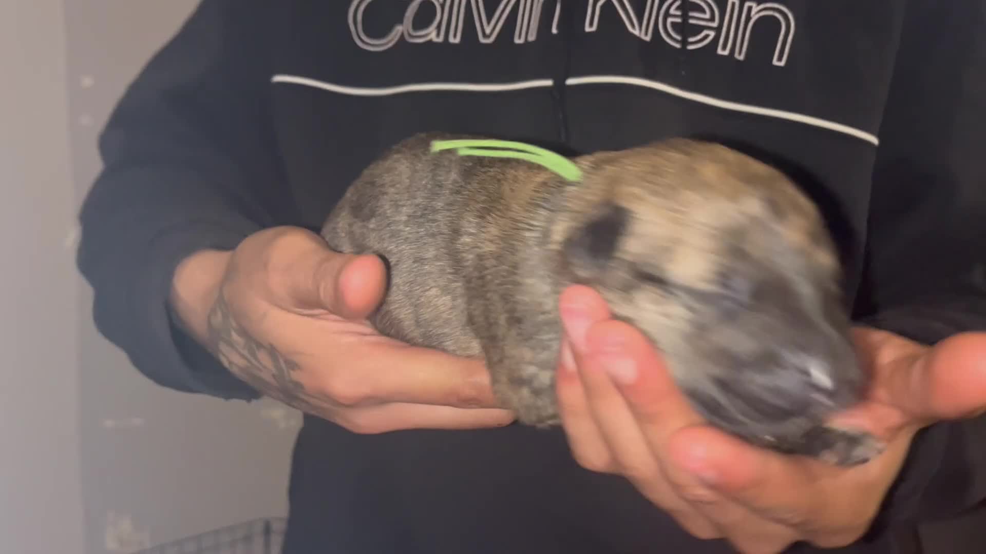 Mixed Breed dogs for sale: GREEN - Video 1