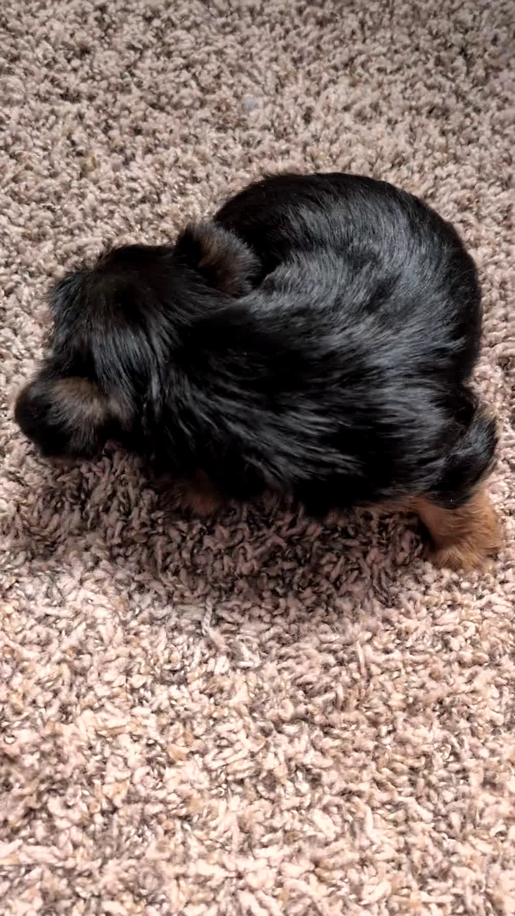 Yorkshire Terrier dogs for sale: Duke - Video 2