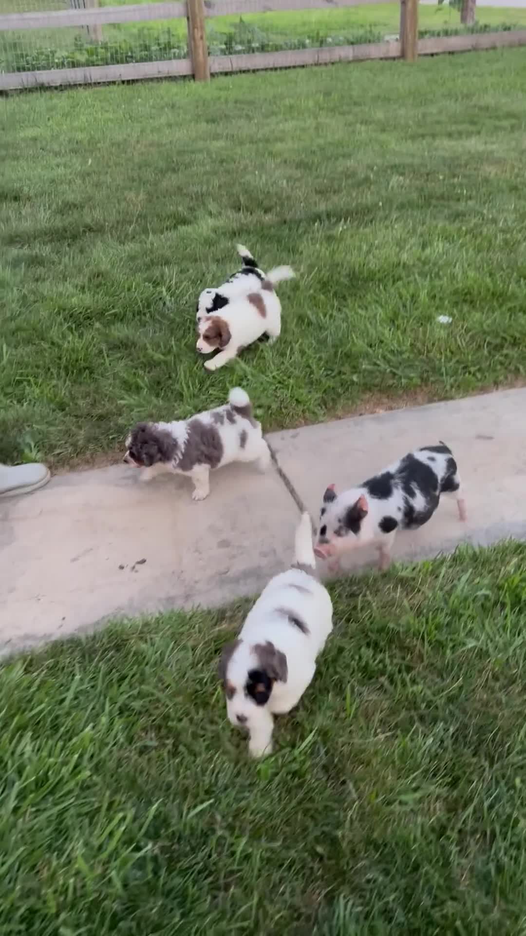 Bernedoodle dogs for sale: Otter - Video 1