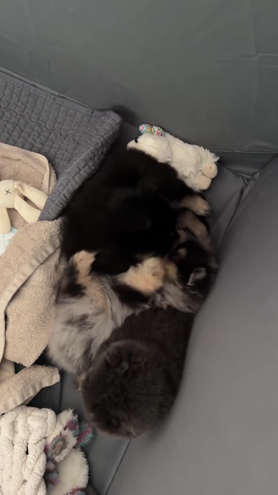 Pomeranian dogs for sale: Pomeranian 1 - Video 1