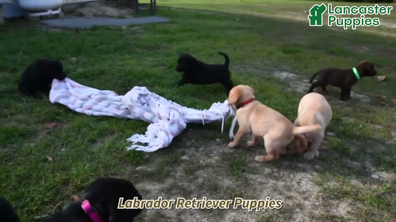 Labrador Retriever dogs for sale: Terry  - Video 1
