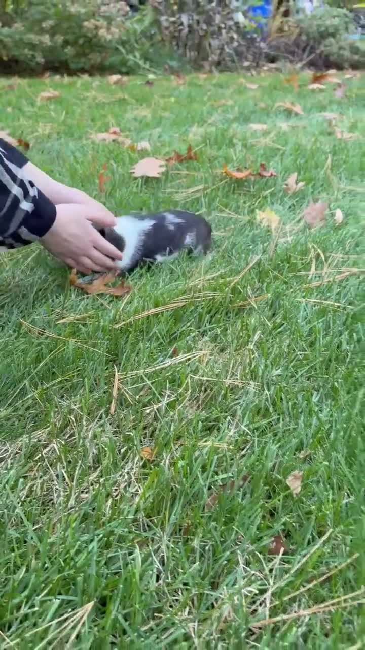 Mixed Breed dogs for sale: Mixed Breed 3 - Video 1