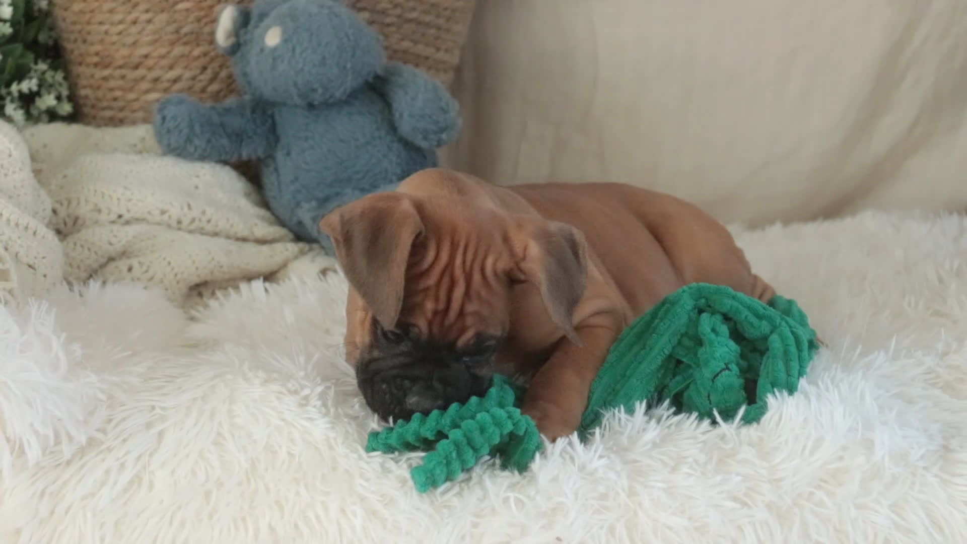 Boxer dogs for sale: Cleo - Video 2