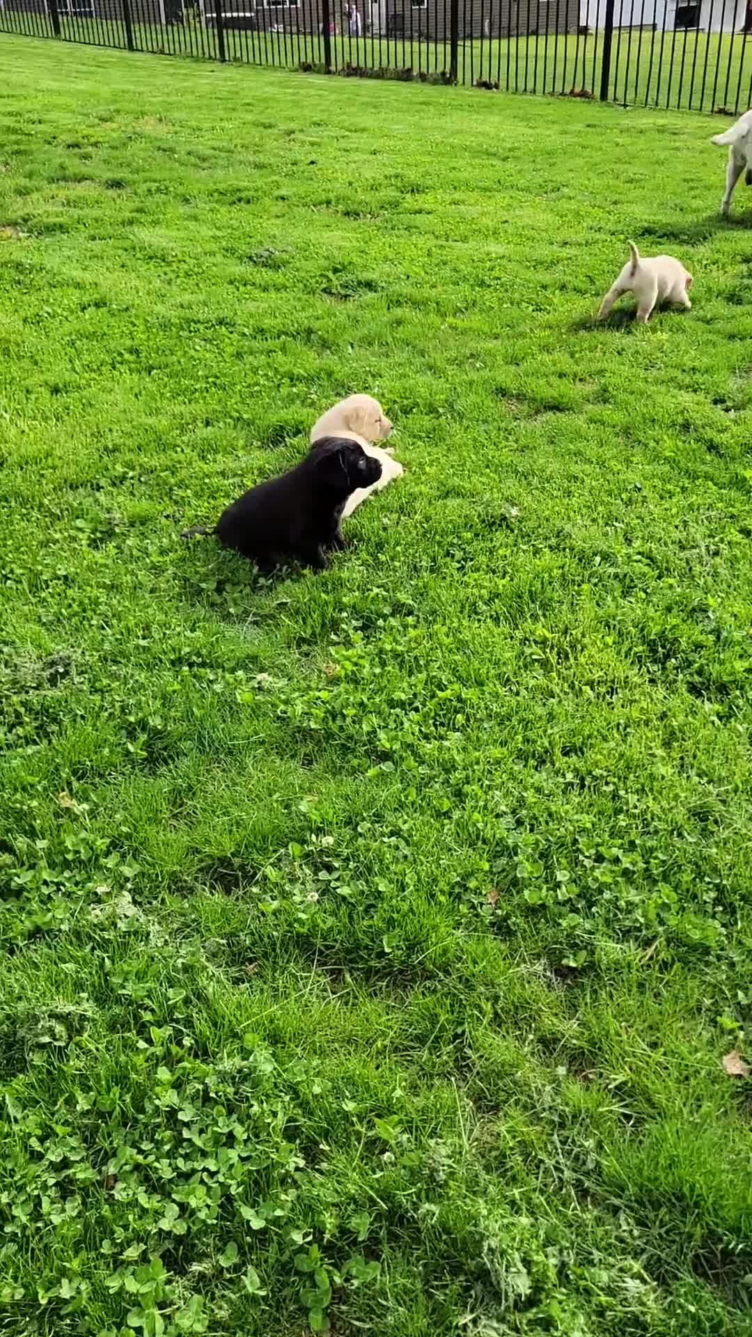 Labrador Retriever dogs for sale: Ginger  - Video 2