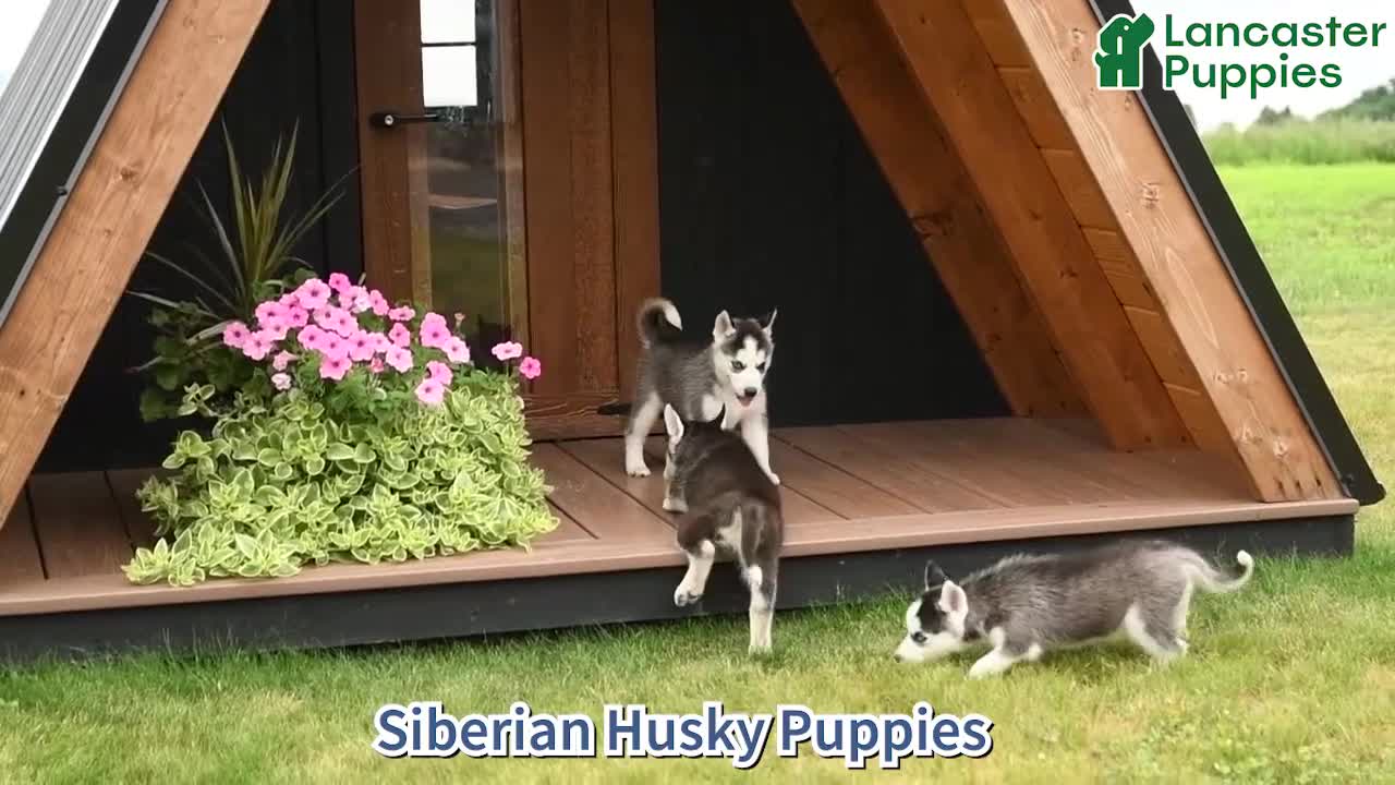 Siberian Husky dogs for sale: Val  - Video 1